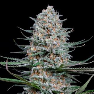 7629 - Quick Critical  1 u. fem. Dinafem