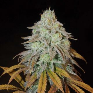 19465 - RM Confidential 5 u. fem Grateful Seeds