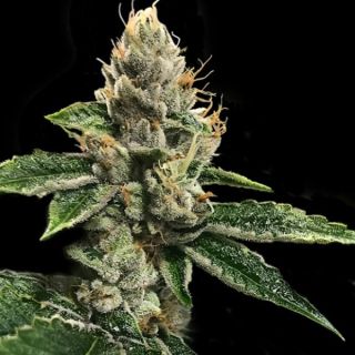 25815 - RPï43 -  3 u. fem. DNA Genetics