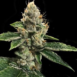 RP´43 - 10 u. fem. DNA Genetics