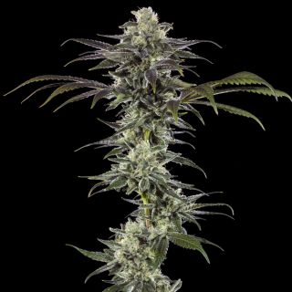 RS11 - 10 u. fem. Barney's