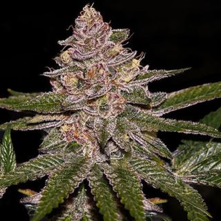 15360 - Radical Juice  3 u. fem. Ripper Seeds