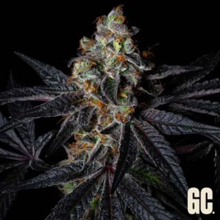 26375 - Rainbow Apples 3 u. fem  Grand Cru Genetics