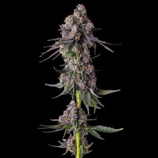 27201 - Rainbow Guave : Rainbow Guava x Pave  - 3 u. Fem Compound Genetics