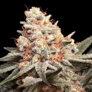 20800 - Rainbow Mints   3 u. fem. 00 Seeds