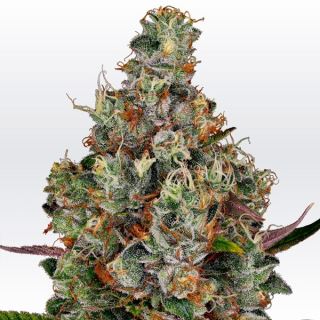 12215 - Rainbow Road  3 u. fem. Paradise Seeds