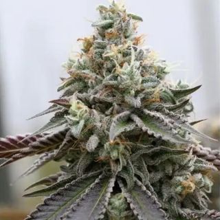 Rainbow Sherbert x Spritzer 3+1 u. fem. Vision Seeds