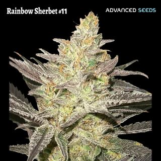 21679 - Rainbow Sherbet #11 -   3 + 1 u. fem. Advanced Seeds