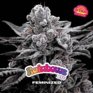 25560 - Rainbows  2 u. fem BSF Seeds