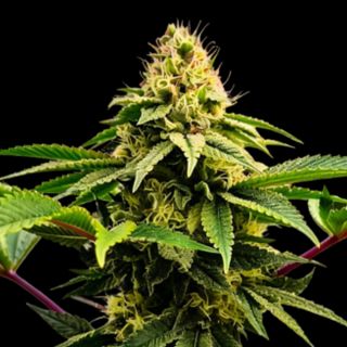 27165 - Rasjelly PamQueen 3 u. fem Gratefull Seeds