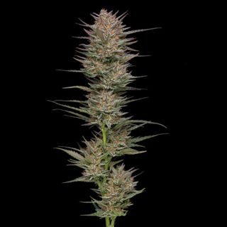 Raspberry Parfait 5 u. fem Humbold Seeds Company