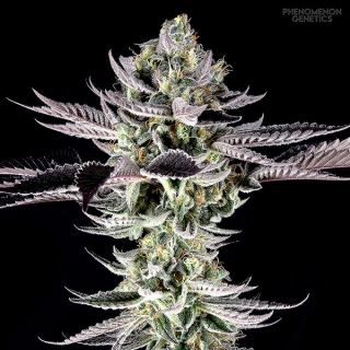 20695 - Re-Locoz  10 u. fem Phenomenom Genetics