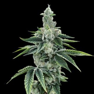 25814 - ReCon 2.0 -  3 u. fem. DNA Genetics