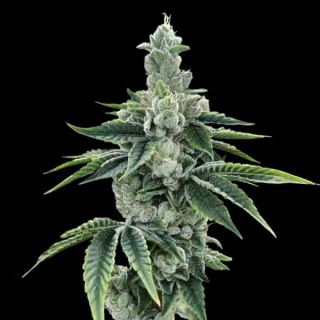 21325 - ReCon 2.0 - 10 u. fem. DNA Genetics