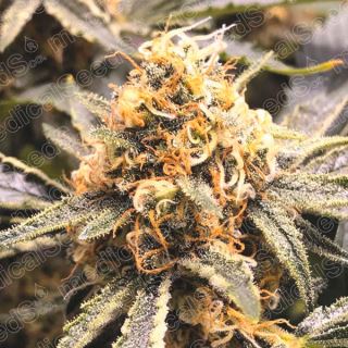 13152 - Recovery CBD  3 u. fem. Medical seeds