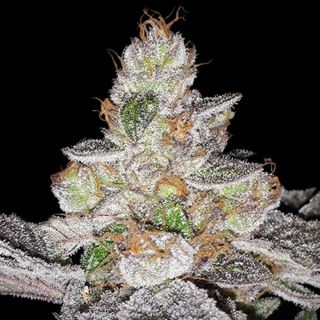 Red Candy Apple  2 u. fem. 710 Limited Pack T.H. Seeds.