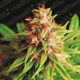 Red Cross CBD  3 u. fem. Medical seeds