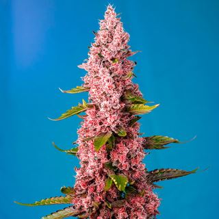 11550 - Red Hot Cookies   3+1 u. fem. Sweet Seeds