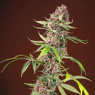 Red Mandarine F1 Fast Version 3+1 u. fem. Sweet Seeds