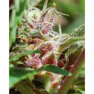 RDF4 - Red Purps  4 u. fem. Female Seeds