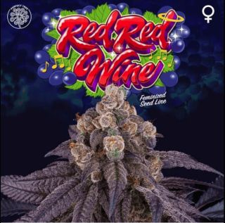 26174 - Red Red Wine 3+1 u. fem Perfect Tree