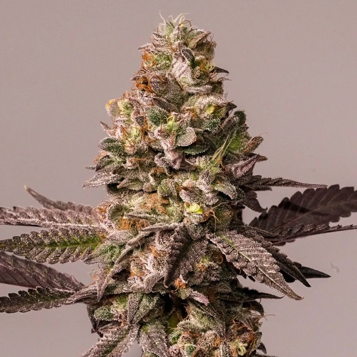 Red Tropicana Cookies   5 u. fem. Dutch Passion Limited Edition Red Tropicana Cookies   5 u. fem. Dutch Passion Limited Edition