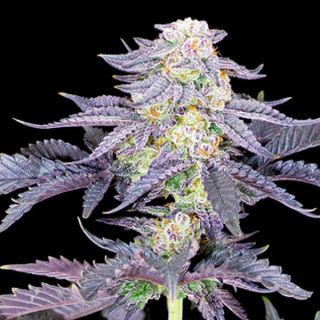 24691 - Red Velvet  10 u. fem Sacred Terps