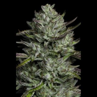 27507 - Redemption Indica  3 u. fem Humboldt Seeds Company x Bob Marley