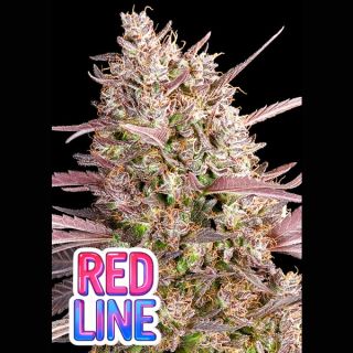 26658 - Redline 10 u. fem Anesia