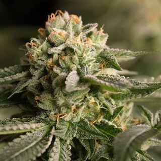 6608 - Remo Chemo  1 u. fem. Dinafem