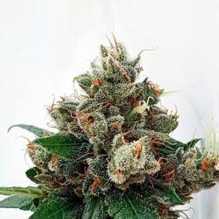 13888 - Respect 4 Gorilla  1 u. fem. Expert Seeds