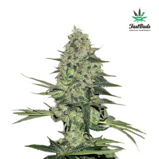 6363 - Rhino Ryder Auto  1 u. fem. FastBuds Seeds