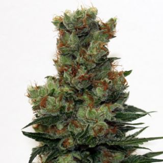 Ripper Badazz 1 u. fem. Ripper Seeds