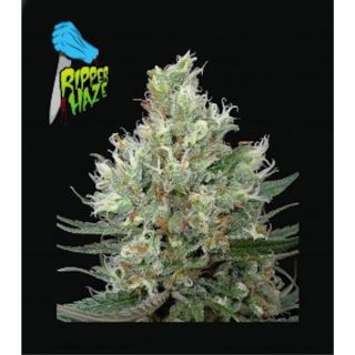 Ripper Haze 1 u. fem. Ripper Seeds