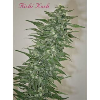RKMR - Rishi Kush 10 u. reg. Mandala Seeds
