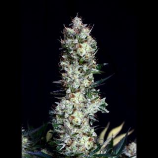 Rittus Haze 1u fem. Absolute Cannabis Seeds