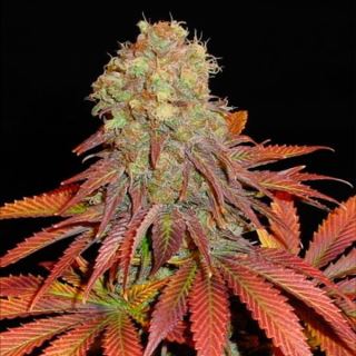 Rock Bud  3 u. fem. Soma Seeds