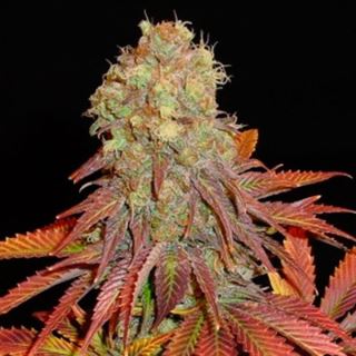 Rock Bud 10 u. fem. Soma Seeds (Formato antiguo)