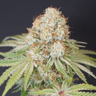 18466 - Rocky Melon 6 u. fem Karma Genetics