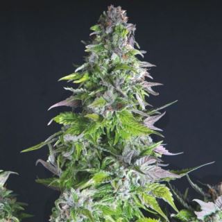 10772 - Romulan  3 u. fem. Pyramid Seeds