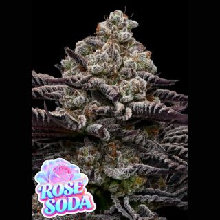 26637 - Rose Soda 10 u. fem Anesia