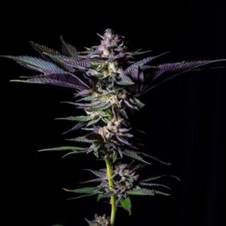 21104 - Rotten Rainbow 3 u. fem Limited Edition Gratefull Seeds