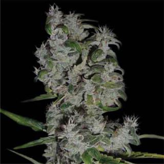 Royal Flush 10 u. reg. The Sativaseed Bank