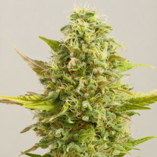 Royal Kush 5u. G13 Labs