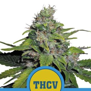 Royal THCV  3 u. fem. Royal Queen