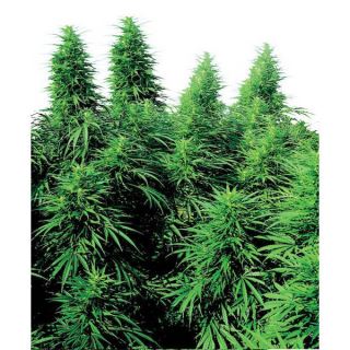 1254 - Ruderalis Skunk 10 u. reg. Sensi Seeds