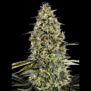 26745 - Runtz Triploid  25 u. fem. Advanced Seeds