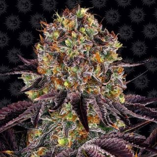 26044 - Runtz x Layer Cake 25 u. fem Barney´s