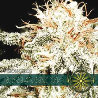 9228 - Russian Snow 3 u. fem. Vision Seeds