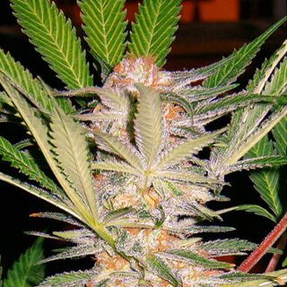 PRO92 - SAD   5+2 u. fem. Sweet Seeds